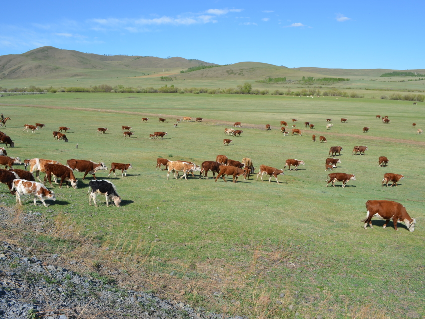 ​Грант на развитие фермерского бизнеса смогут получить ветераны СВО в Забайкалье